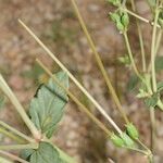 Erodium glaucophyllum ᱮᱴᱟᱜ