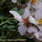 Sarcocapnos crassifolia Flor