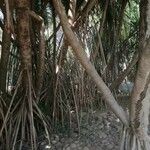 Pandanus furcatus Habitat