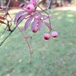 Sorbus vilmorinii Fruit