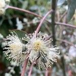 Eucalyptus gillii Flower