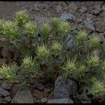 Castilleja nana Habitus