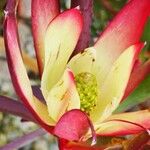 Leucadendron salignum Blomma