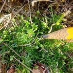 Sagina procumbens ഇല