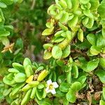 Lycium tetrandrum Flor