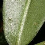 Marcgravia brownei Hoja