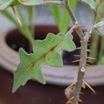 Solanum pyracanthos Blüte