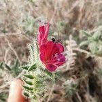 Echium angustifolium 花