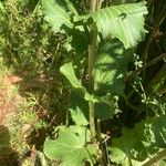 Eryngium planum Feuille