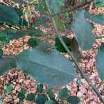 Ilex aquifolium Листок