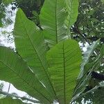 Anthocleista schweinfurthii पत्ता