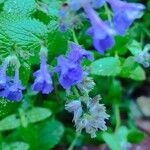 Nepeta racemosa Flower