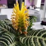 Aphelandra squarrosa Floare