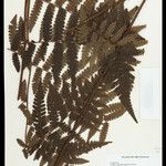 Cyathea surinamensis Лист