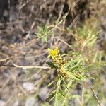 Geigeria ornativa Floro
