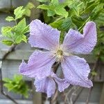 Clematis viticellaFlor