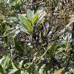 Korthalsella japonica Листок