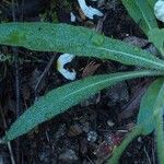 Pilosella cymosa Leaf