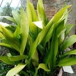 Aspidistra lurida List