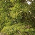 Acacia cognata Fuelha