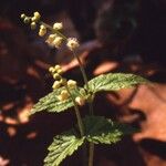 Mitella diphylla Hábitos