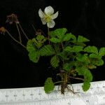 Rubus nepalensis Hábito