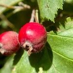 Crataegus coccinea ফল