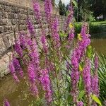 Lythrum virgatum Habitat