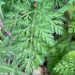 Caucalis platycarpos Likasa