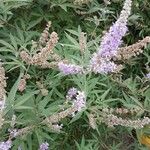 Vitex agnus-castus Лист