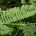 Sesbania herbacea Leaf