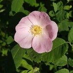 Rosa woodsii Leaf