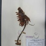 Erythrina stricta Otro