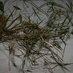 Myoxanthus sotoanus Otro
