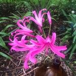 Nerine bowdenii Flor