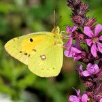 Lythrum salicaria Flor