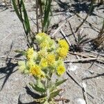 Artemisia umbelliformis 花
