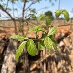 Cordia alliodora Folha