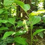 Polygonatum latifolium Flower