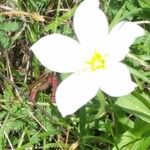 Sabatia campestris Flower