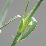 Dianthus caryophyllus Foglia