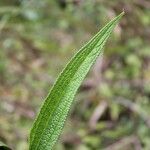 Boehmeria penduliflora Leaf