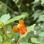 Impatiens capensis Virág