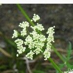 Bunium bulbocastanum Flower