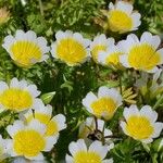 Limnanthes douglasii Habit