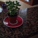 Sedum hernandezii Foglia