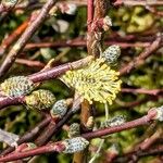 Salix repens Flor