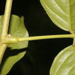 Lonchocarpus macrophyllus Corteza