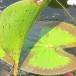 Nymphoides indica Leaf