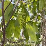 Acer spicatum برگ